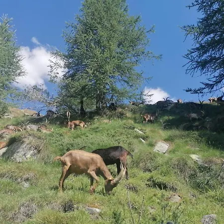 Il Gallo Alpino A *